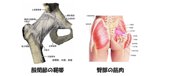 男女の骨盤のつくりの違いのイメージ